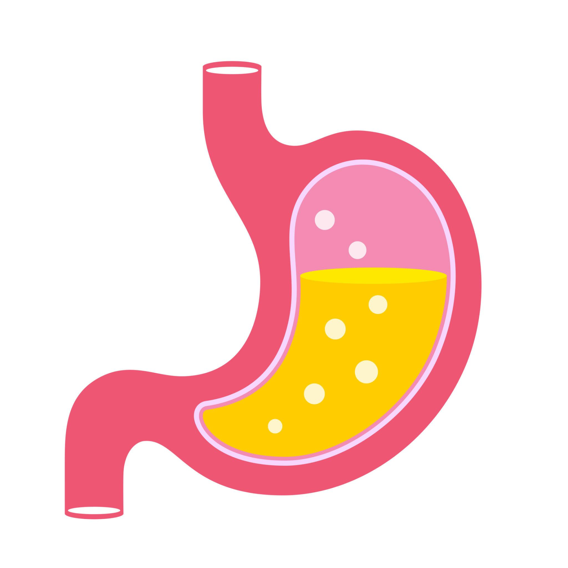 Stomach illustration